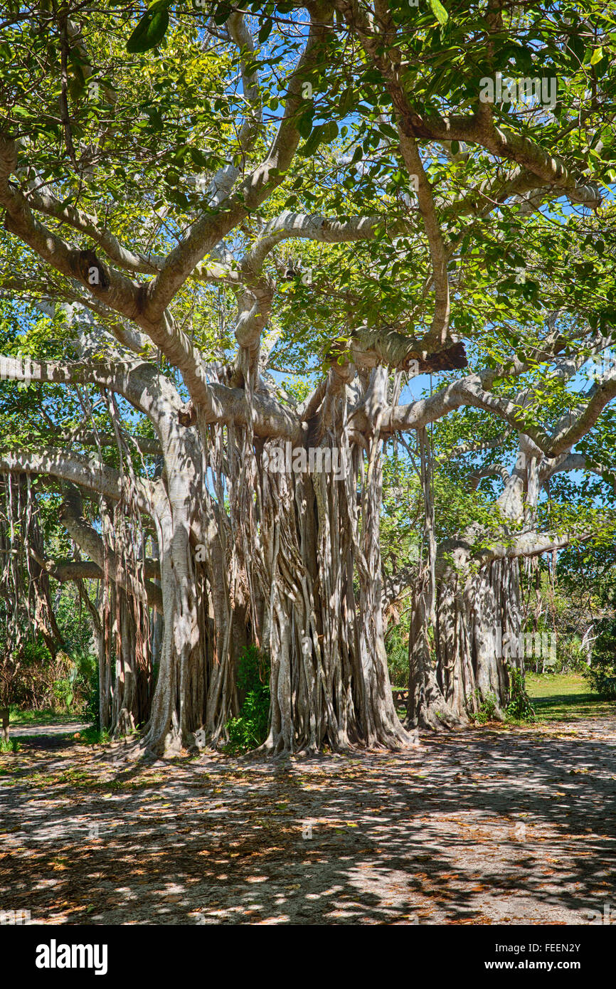 Ft. Lauderdale, Florida. Strangler Fig (Ficus Aurea), Hugh Taylor Birch State Park. Foto Stock