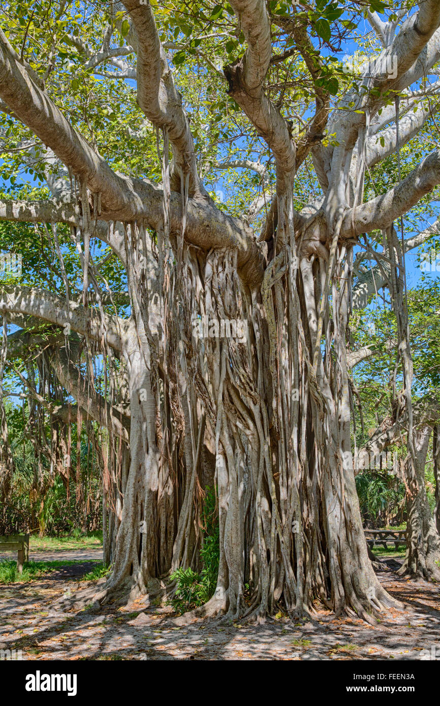 Ft. Lauderdale, Florida. Strangler Fig (Ficus Aurea), Hugh Taylor Birch State Park. Foto Stock