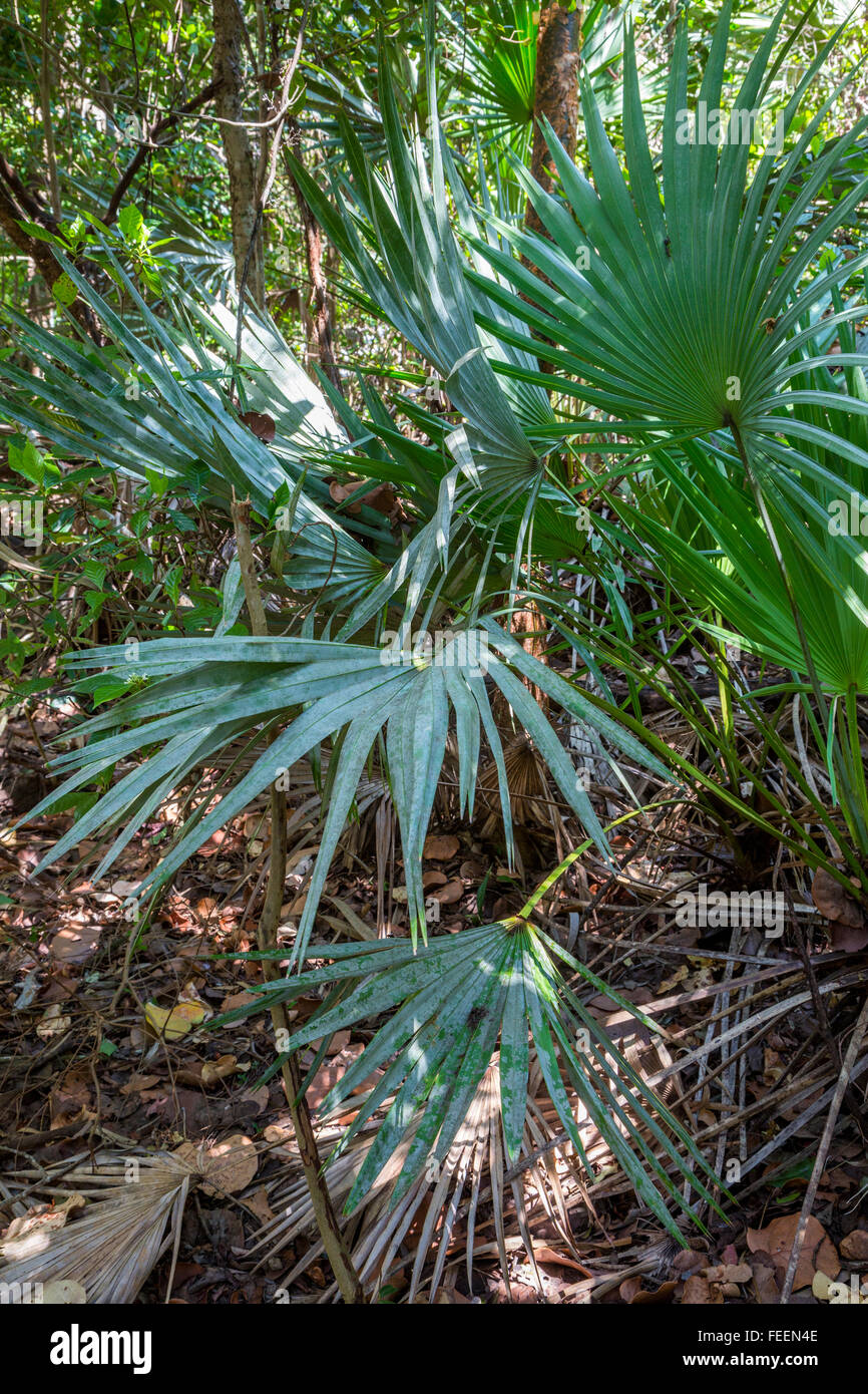 Ft. Lauderdale, Florida. Saw Palmetto lungo l'amaca in legno Trail, Hugh Taylor Birch State Park. Foto Stock