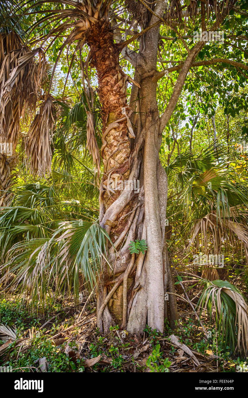 Ft. Lauderdale, Florida, Stati Uniti d'America. Strangler Fig (Ficus Aurea) abbracciando Sabal Palm, legno duro tropicale amaca Trail. Foto Stock