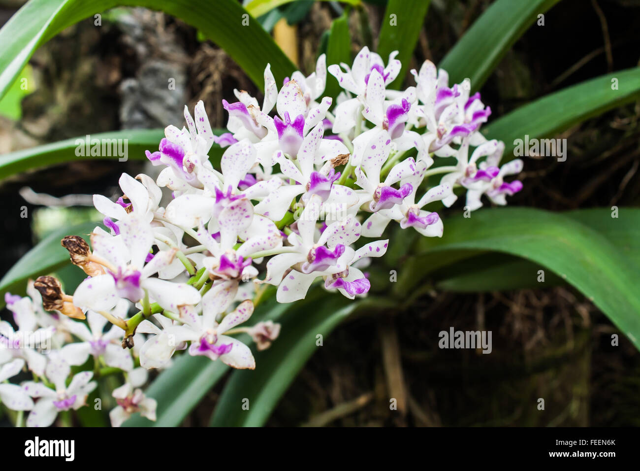 Bellissime orchidee, Rhynchostylis sp. In fiore nel giardino Foto Stock