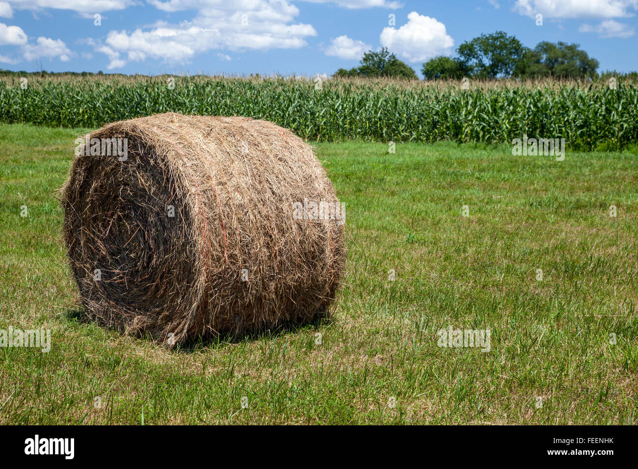 Leonardtown, Maryland, Stati Uniti d'America. Azienda agricola. Balla di fieno in pascolo, Cornfield nella parte posteriore. Foto Stock