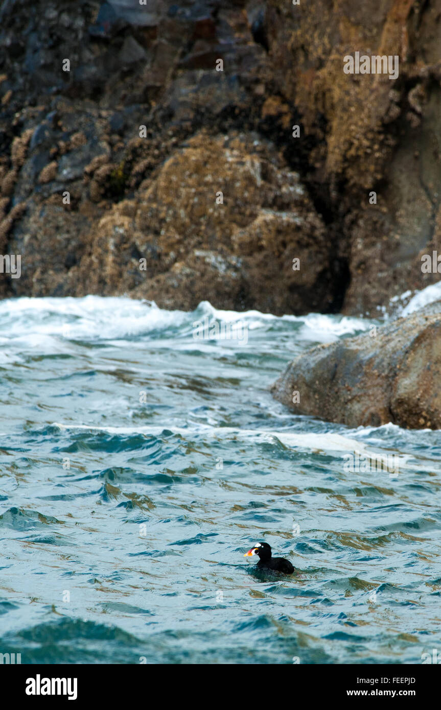 Un Surf (Orchetto Melanitta perspicillata) cavalcare le onde lungo le scogliere di Cape Kiwanda, Oregon. Foto Stock