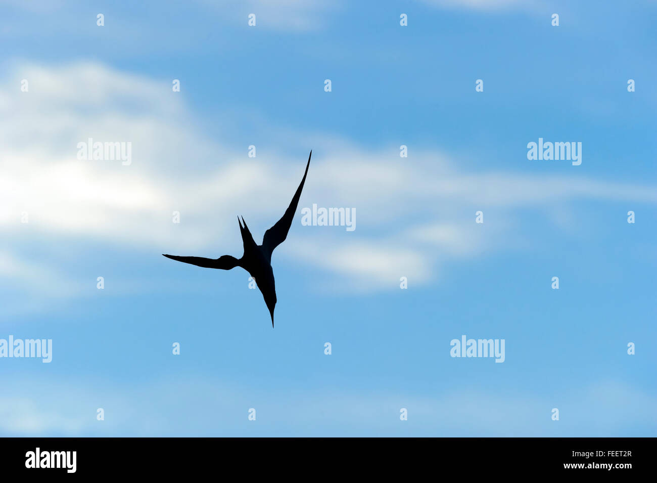 Silhouette di uccello è un ingrandimento di un uccello che sta volando ad alta velocità impostata contro un bianco e blu nube riempiva il cielo di giorno. Foto Stock