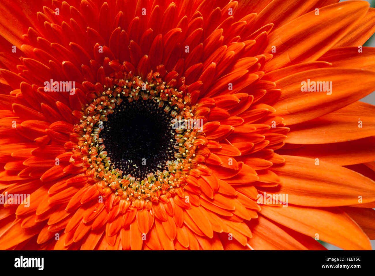 Foto macro di rosso arancio brillante fiore di Gerbera. Primo piano. Dettaglio petali. Sfondo. Foto Stock