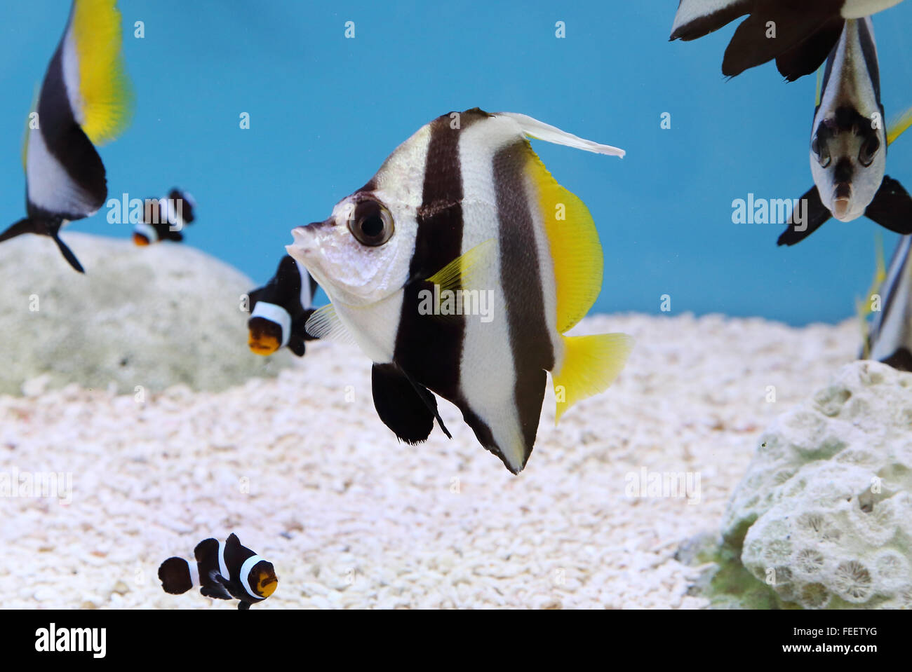 La scolarizzazione colorati Bannerfish. Nome scientifico: Heniochus diphreutes, Pennantfish, Pennant pesci farfalla Foto Stock