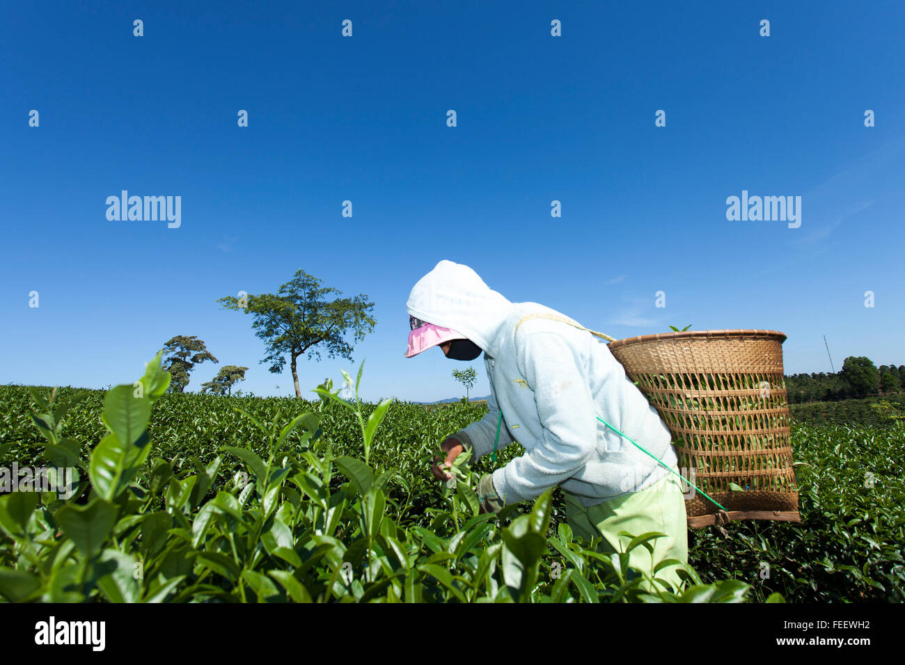 Contadino locale di tè di prelievo su un pomeriggio estivo in Cau Dat la piantagione di tè, da Lat, Vietnam. Foto Stock