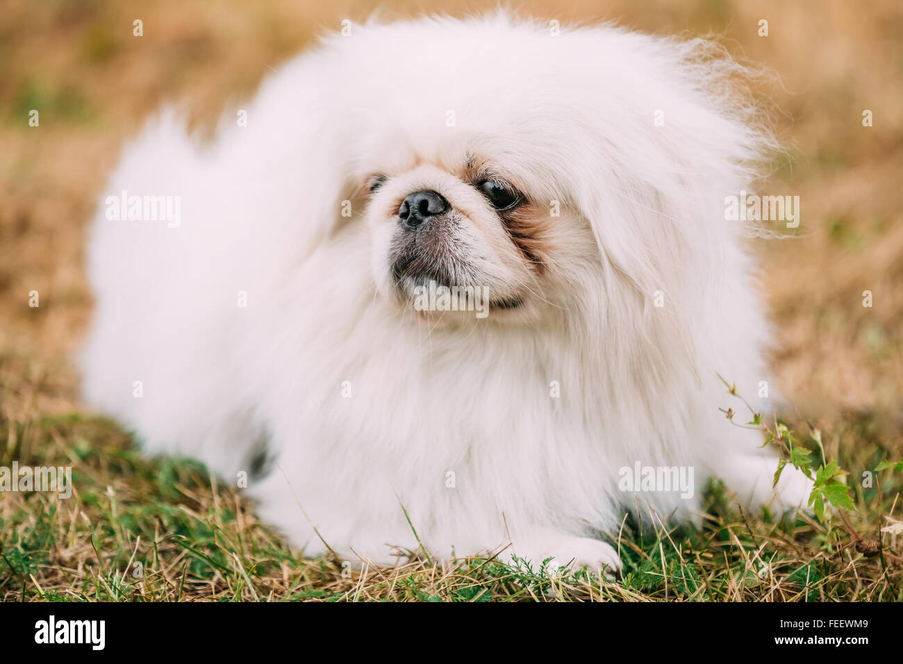 Bianco giovane Pekinese Pekingese all'aperto. Close up ritratto di Giovane bianco Pekinese Pekingese. Il Pekingese (Pechino Lion Dog, pel Foto Stock