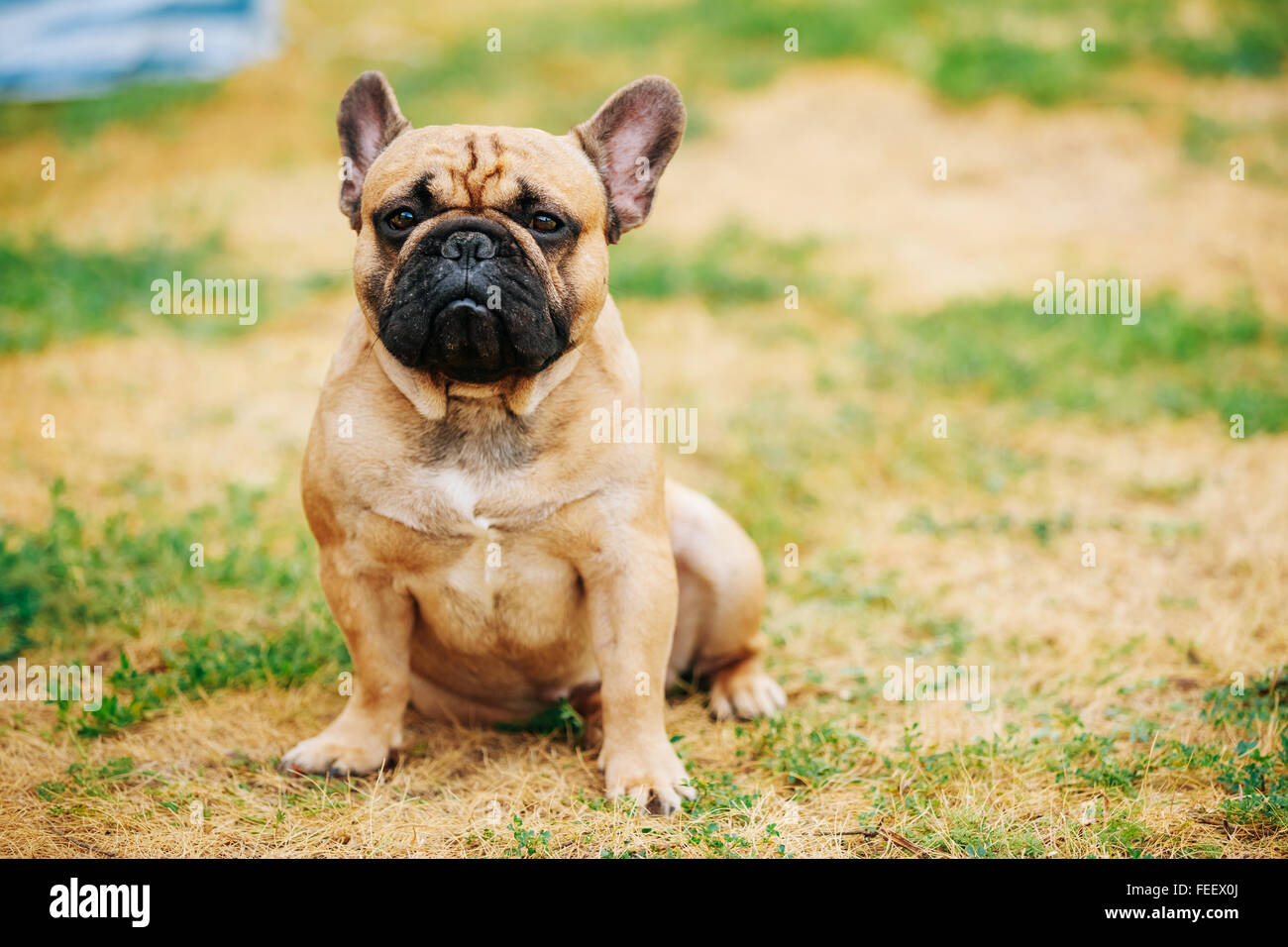 Carino rosso, marrone bulldog francese cane seduto in un parco estivo all'aperto Foto Stock