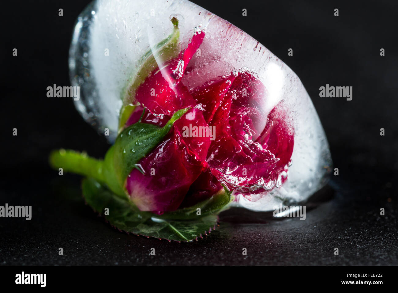 In prossimità di una piccola rosa rossa congelati in un cubo di ghiaccio aggiungendo linee belle e bolle utilizzando l'elemento di distorsione con artistiche Foto Stock