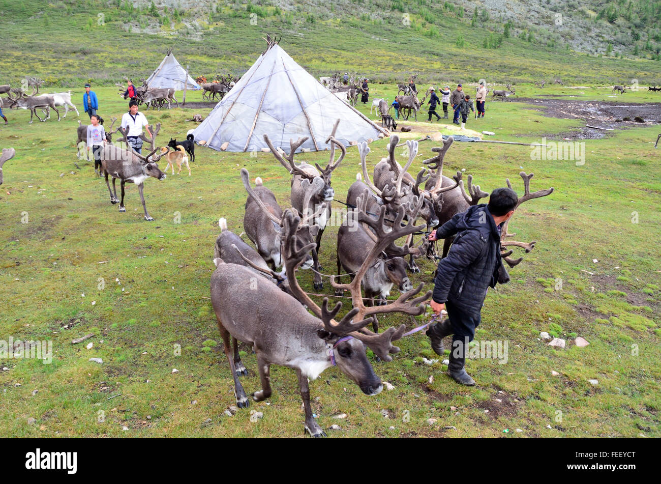 Duhkha (stesso come Tsaatan) Uomo con le sue renne Foto Stock