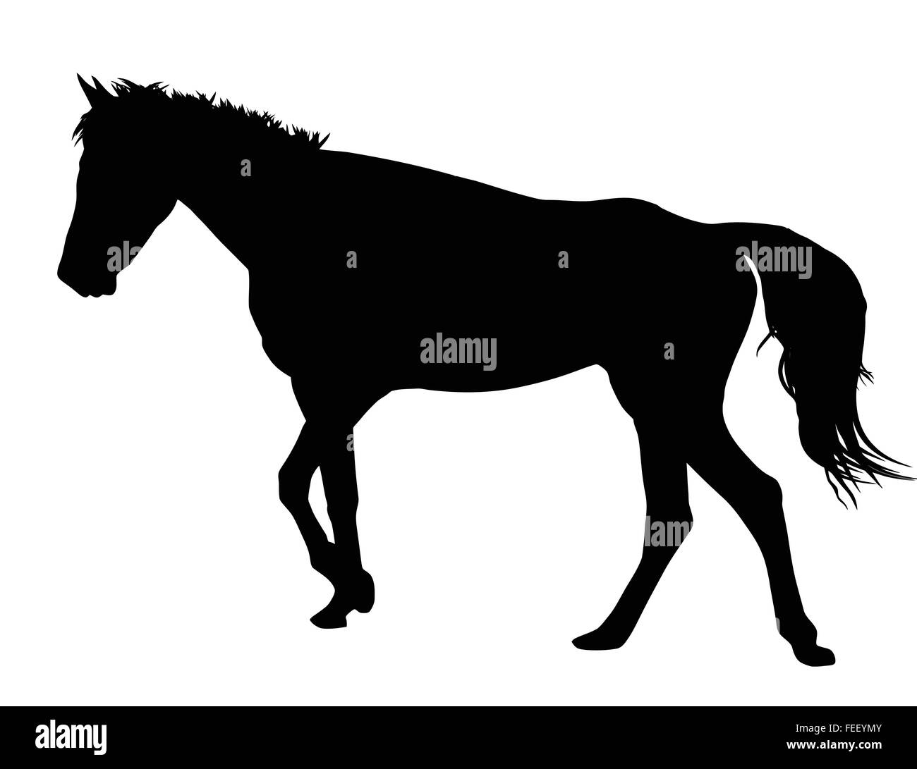 Silhouette di cavalli su sfondo bianco, illustrazione vettoriale Illustrazione Vettoriale