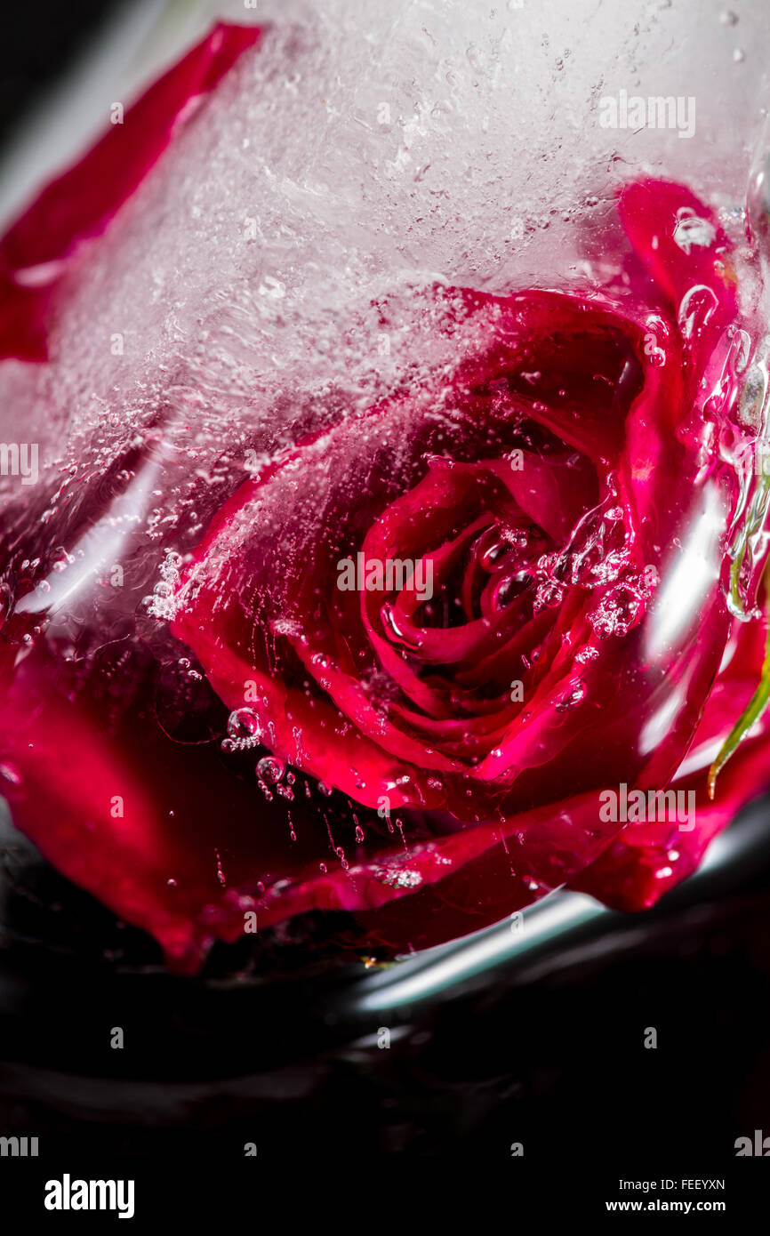 In prossimità di una piccola rosa rossa congelati in un cubo di ghiaccio aggiungendo linee belle e bolle utilizzando l'elemento di distorsione con artistiche Foto Stock