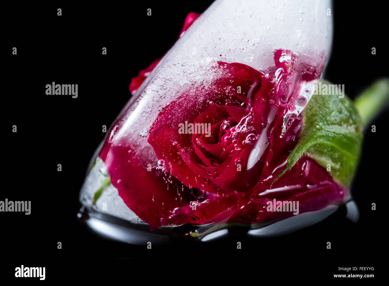 In prossimità di una piccola rosa rossa congelati in un cubo di ghiaccio aggiungendo linee belle e bolle utilizzando l'elemento di distorsione con artistiche Foto Stock