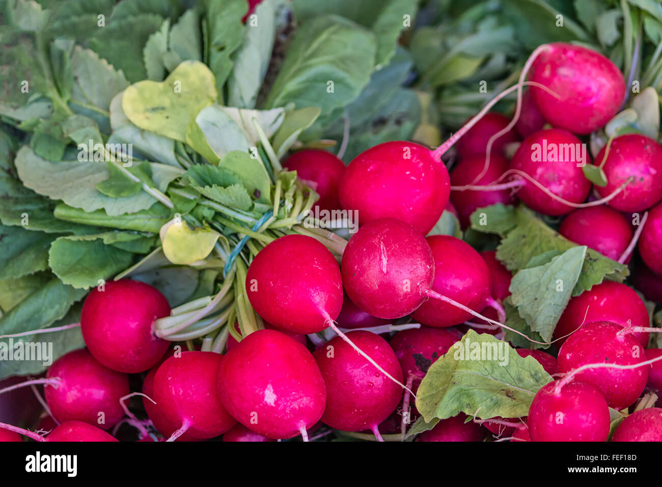 Appena raccolto il ravanello Foto Stock