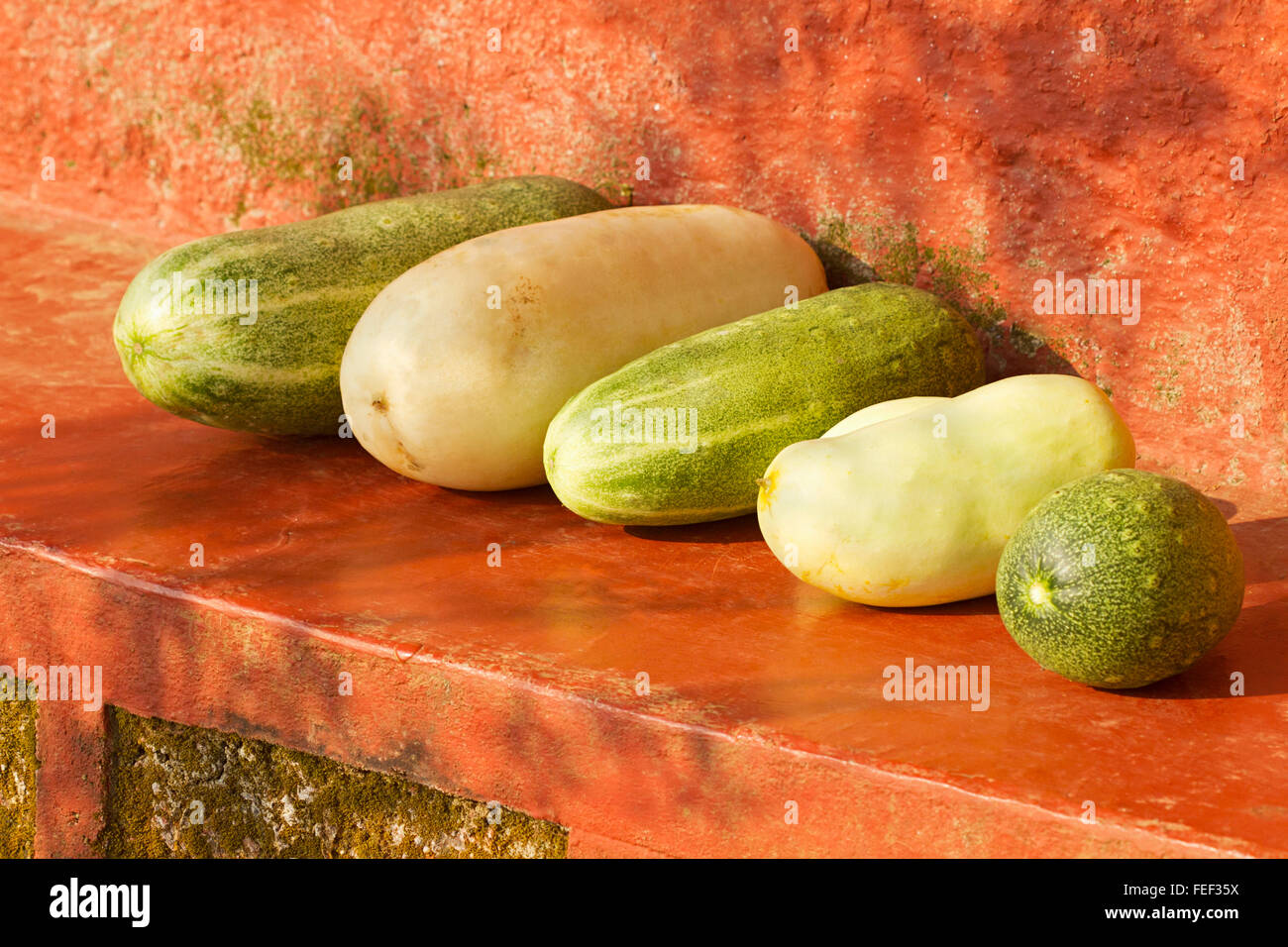 Varietà di cetriolo selvatico, kuveshi village, anshi dandeli riserva della tigre, Karnataka, India Foto Stock