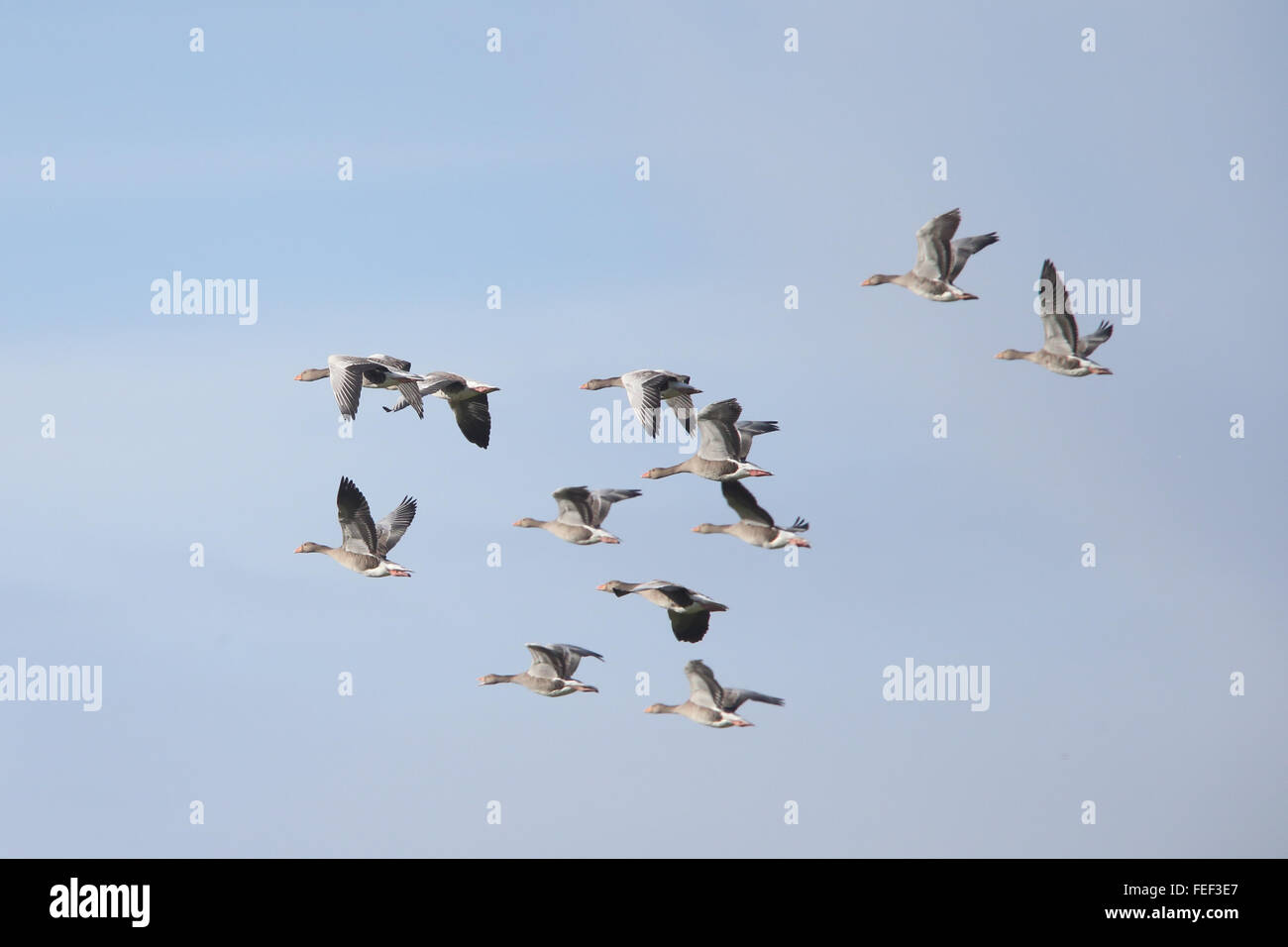 Graylag Oche, (Anser anser), piccolo gregge in volo, Continentale, Shetland, Scotland, Regno Unito. Foto Stock
