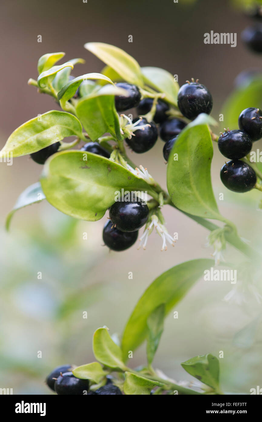 Sarcococca confusa. Scatola di dolci con fiori e frutti di bosco in inverno Foto Stock