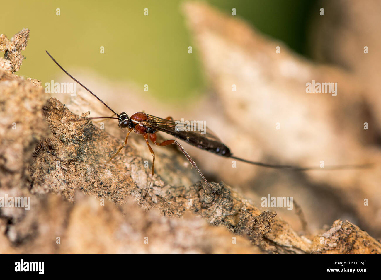 Perithous Ichneumon wasp con lunghi ovipositor. Un rosso, bianco e nero wasp parassita nella famiglia Ichneumonidae Foto Stock