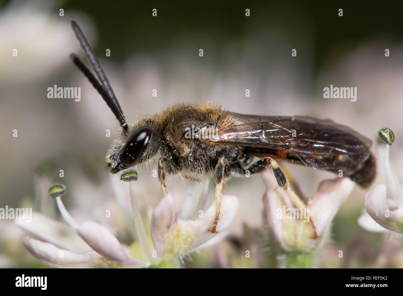 Lasioglossum calceatum ape solitaria sul fiore. Un maschio di ape solitaria nella famiglia Halictidae, con segni distintivi di bande di colore arancione Foto Stock