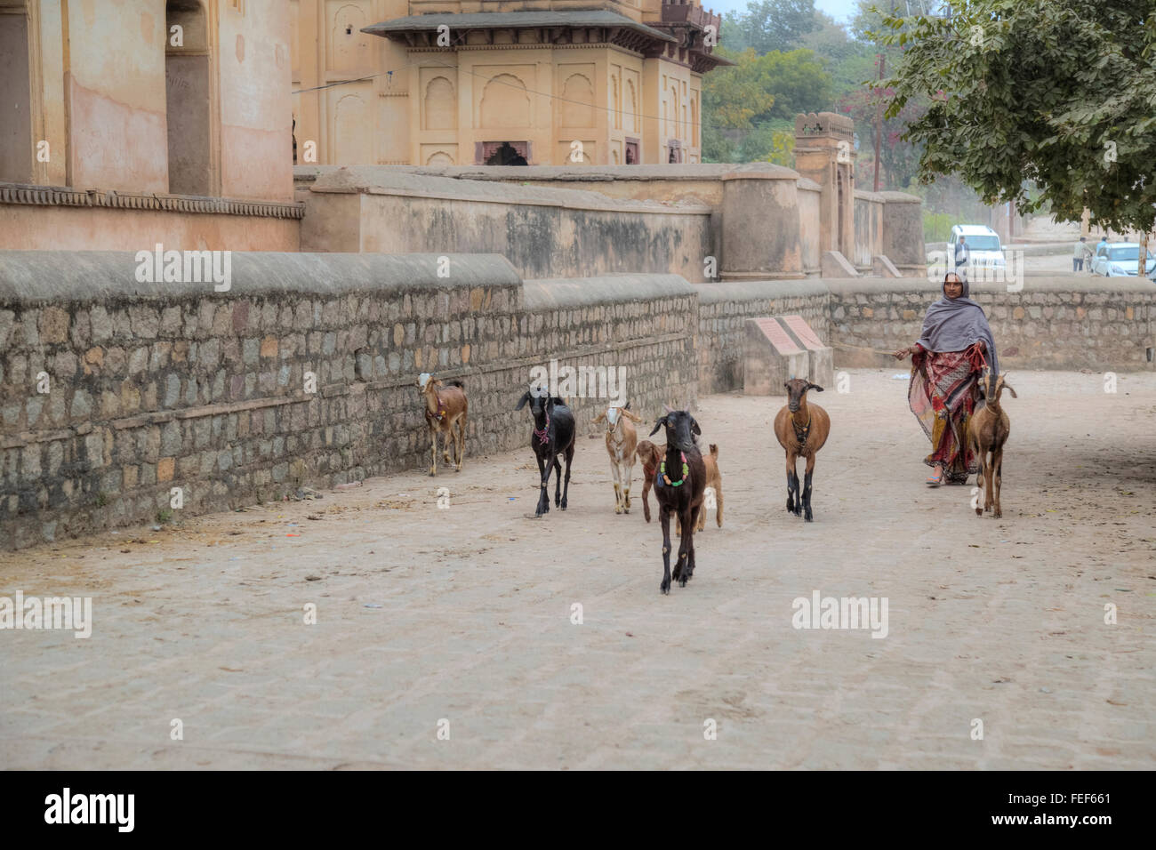 La vita di strada in Orchha, Madhya Pradesh, India, Asia del Sud Foto Stock