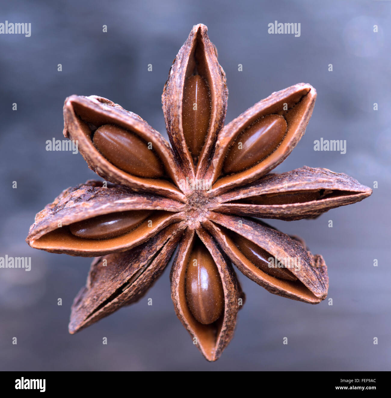 Immagine macro di un unico anice stellato su un gelido sfondo blu, isolato e tiro con il fuoco selettivo Foto Stock