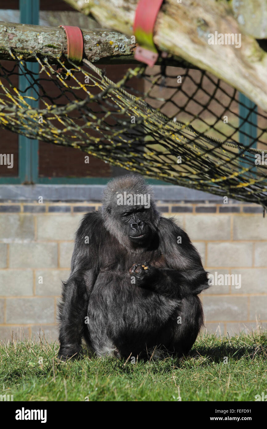 Captive vecchio scimpanzé femmina ,lo Zoo Twycross. Foto Stock
