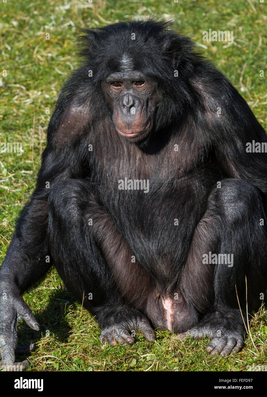 Vecchio scimpanzé maschi, lo Zoo Twycross Foto Stock