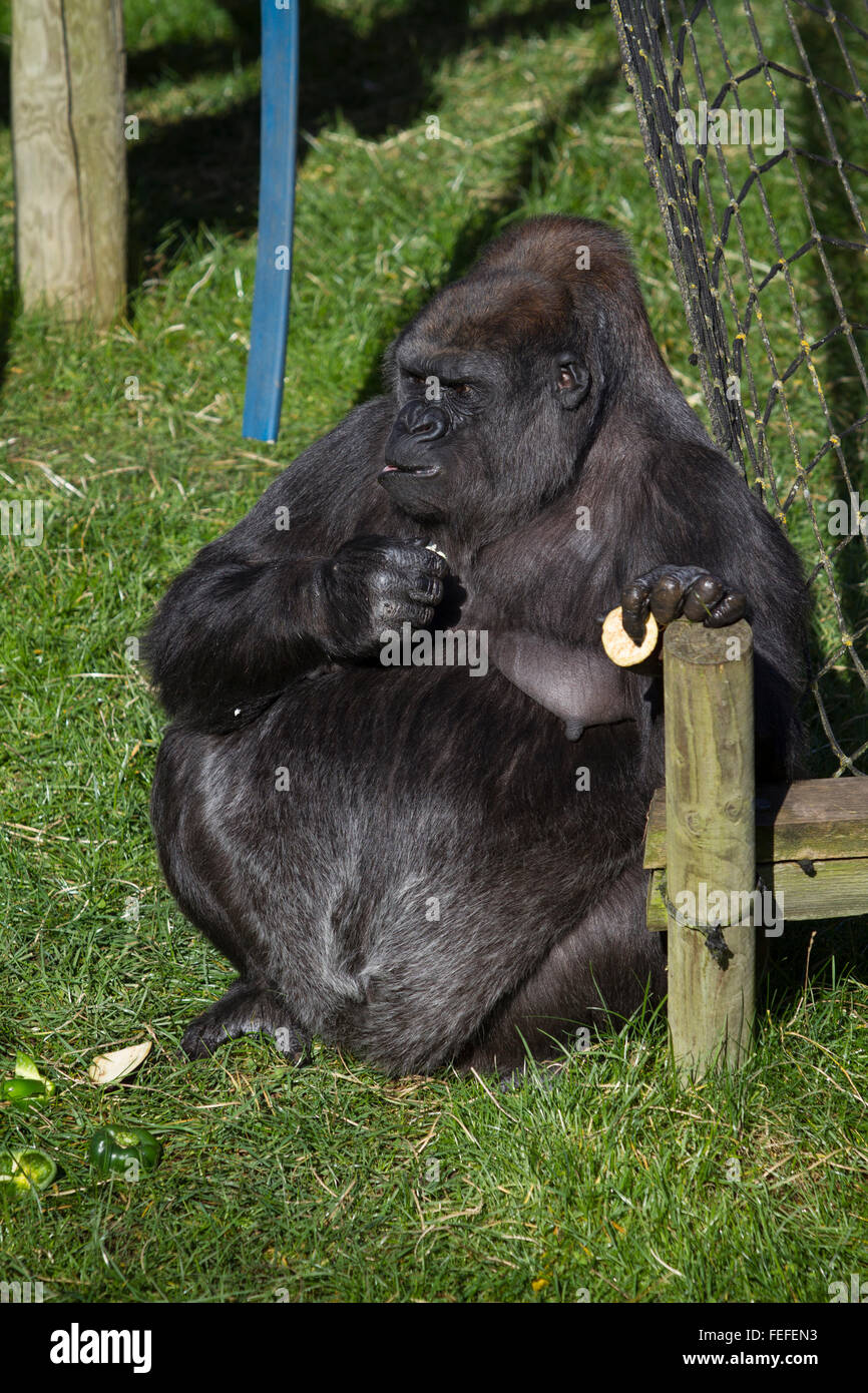 Gorilla femmina in cattività, Tywcross Zoo, Leicestershire, Regno Unito. Foto Stock