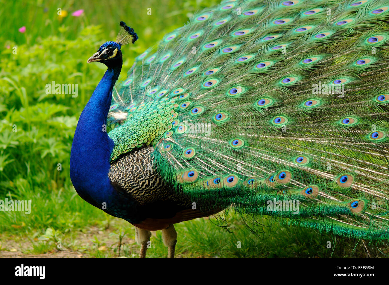 Peacock sul verde prato presso il Royal Terme Parco di Varsavia, Polonia Foto Stock