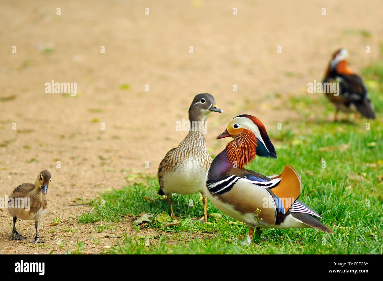 Anatra di mandarino maschio e femmina e piccolo anatroccolo al parco delle Terme Reali a Varsavia in Polonia. Foto Stock