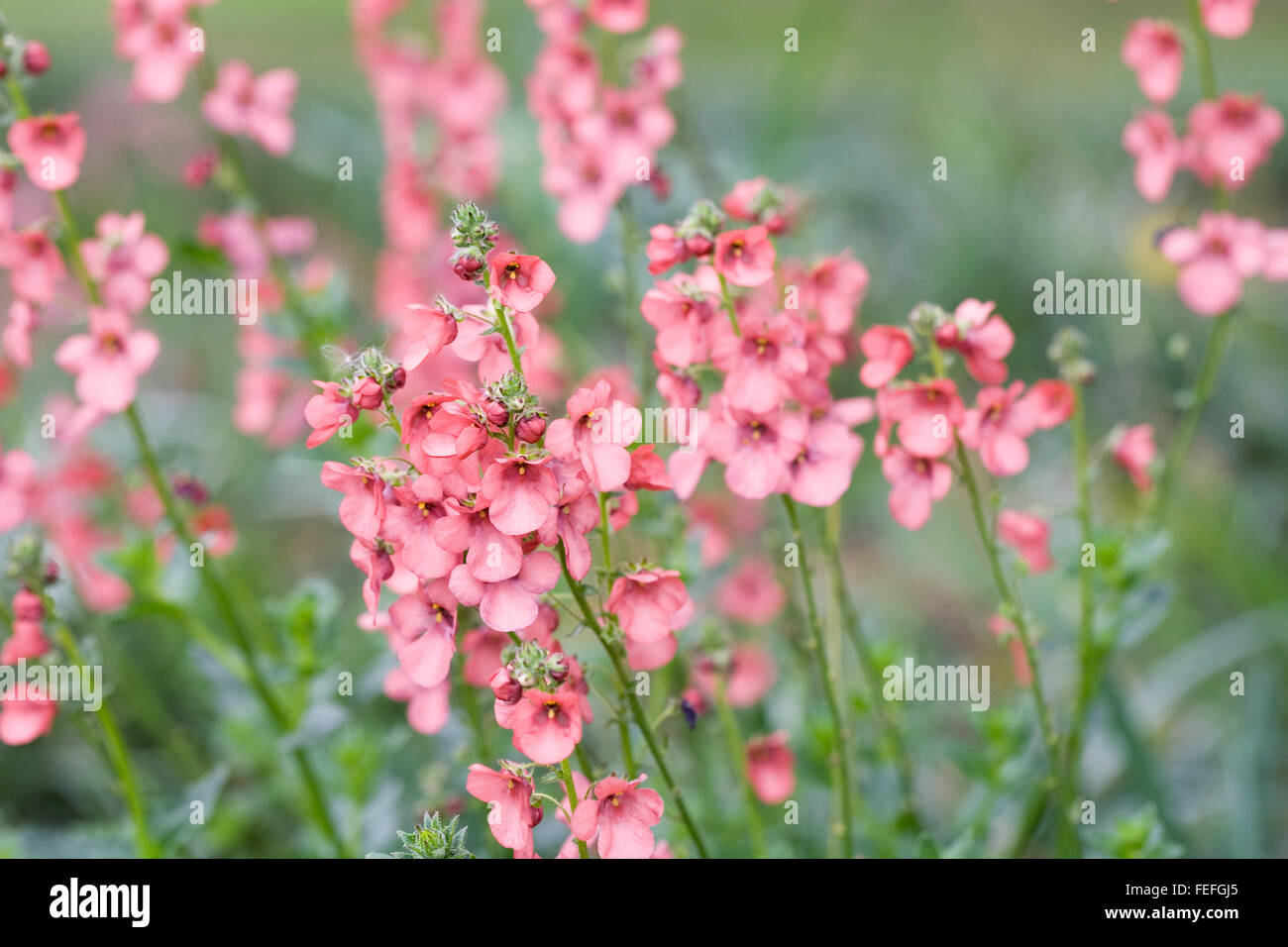 Diascia fiori che crescono in un prato di fiori. Foto Stock