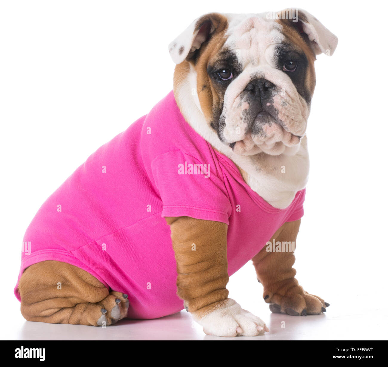 Femmina Bulldog inglese cucciolo seduto su sfondo bianco Foto Stock