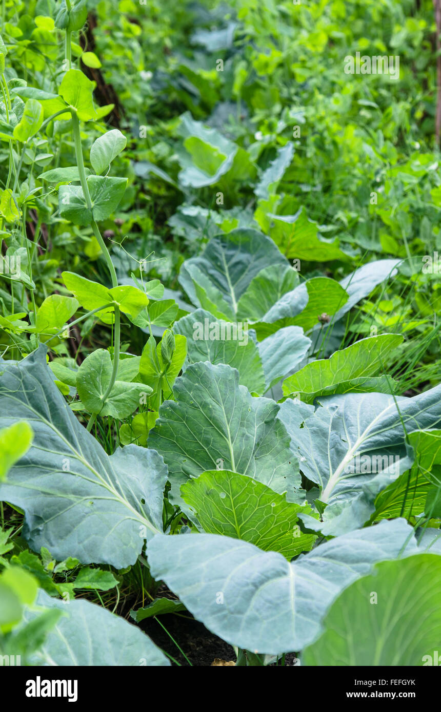 Una varietà di piante e di ortaggi coltivati nel giardino, vicino fino Foto Stock