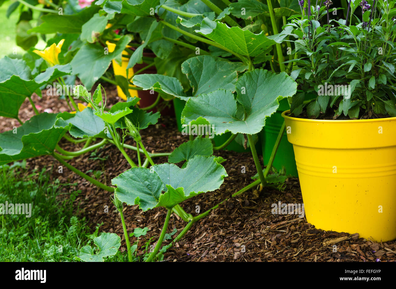 Una varietà di piante e di ortaggi coltivati nel giardino, vicino fino Foto Stock