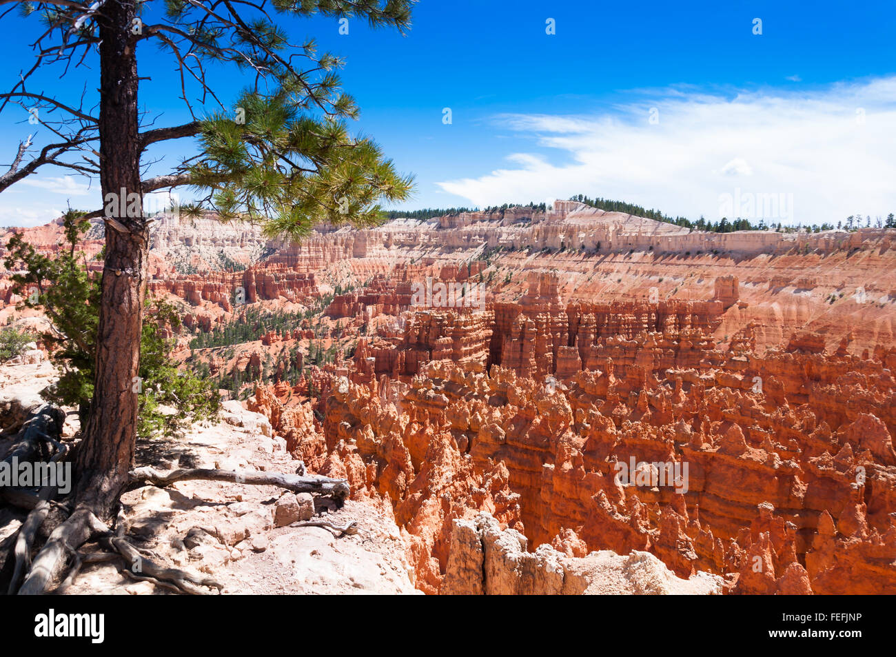 Il Parco Nazionale di Bryce Canyon, Utah, Stati Uniti Foto Stock