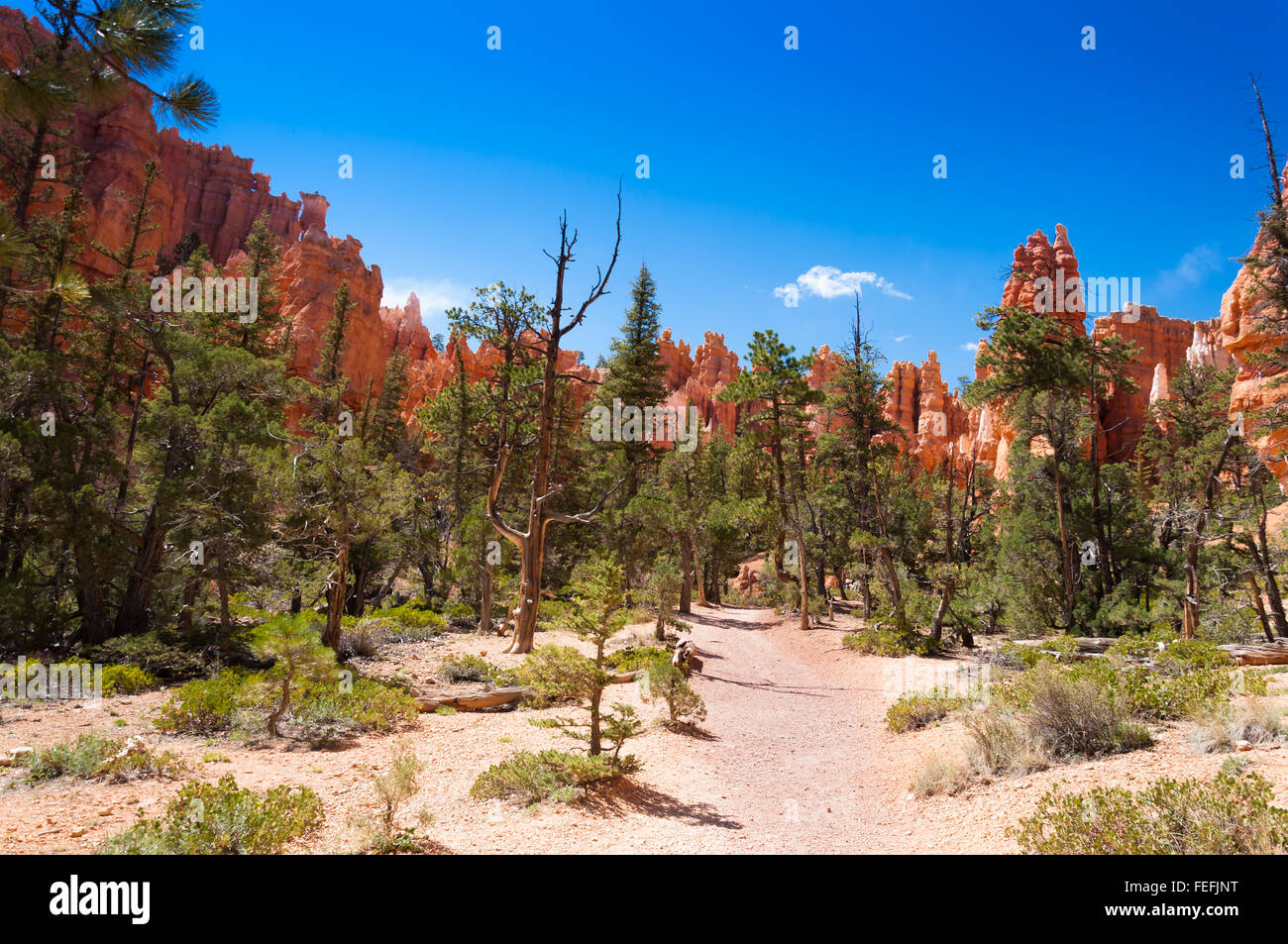 Il Parco Nazionale di Bryce Canyon, Utah, Stati Uniti Foto Stock