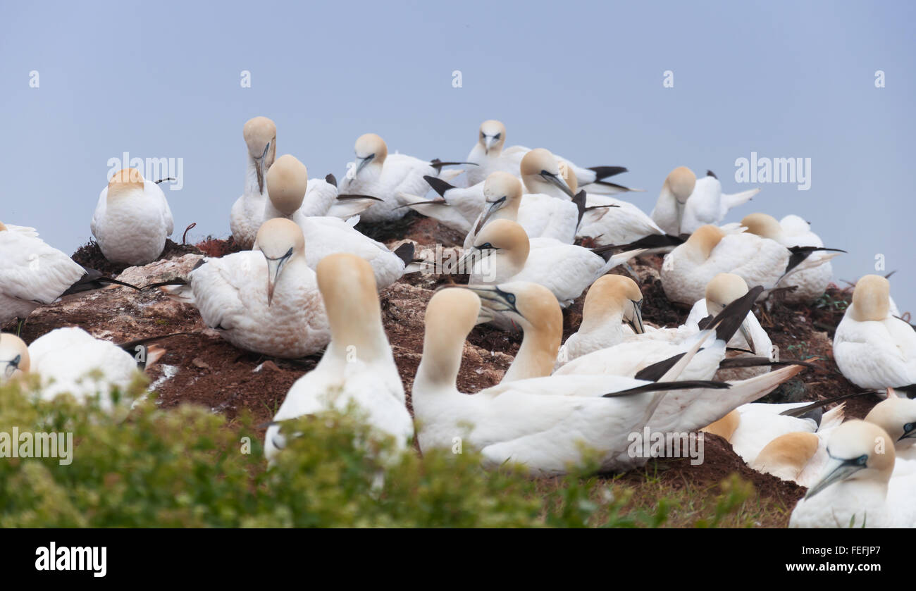 Northern gannet sull isola di Helgoland, Germania Foto Stock