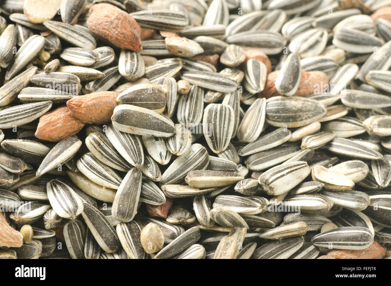 Alimenti per uccelli varietà di semi Foto Stock