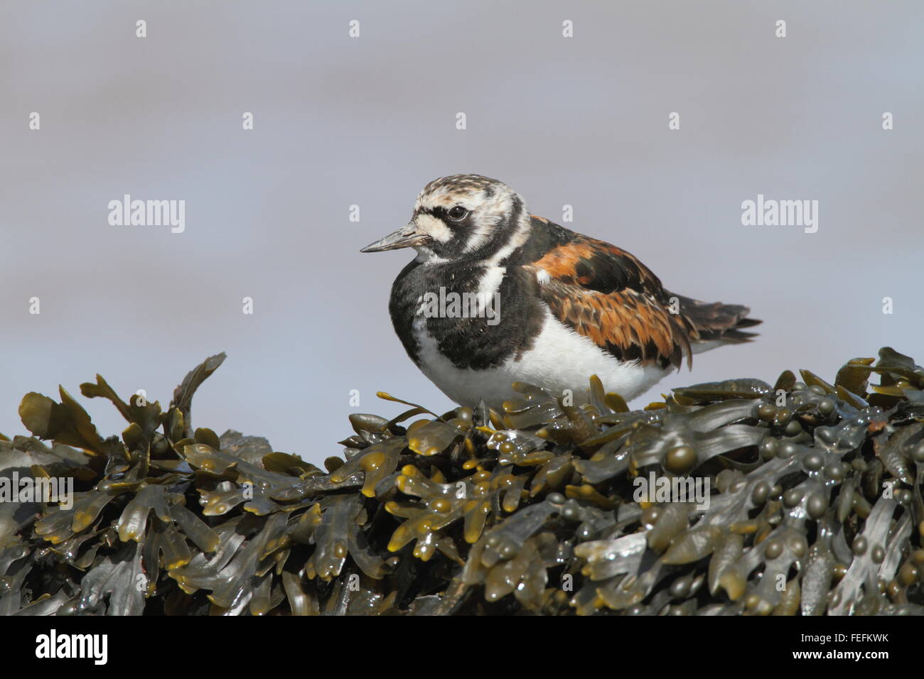 Turnstone (Arenaria interpres), Severn Estuary, GLOUCESTERSHIRE REGNO UNITO Foto Stock