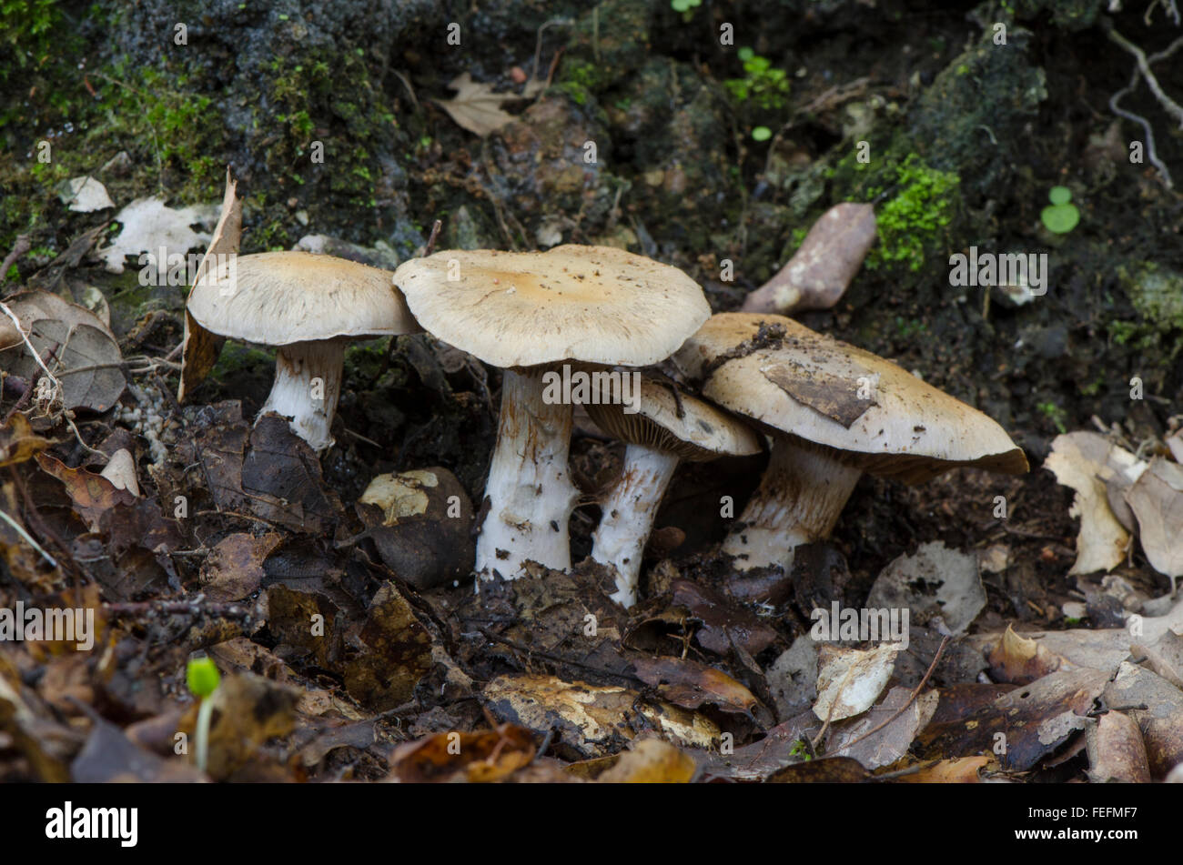 Specie Webcap, Cortinarius funghi nella foresta. Spagna. Foto Stock