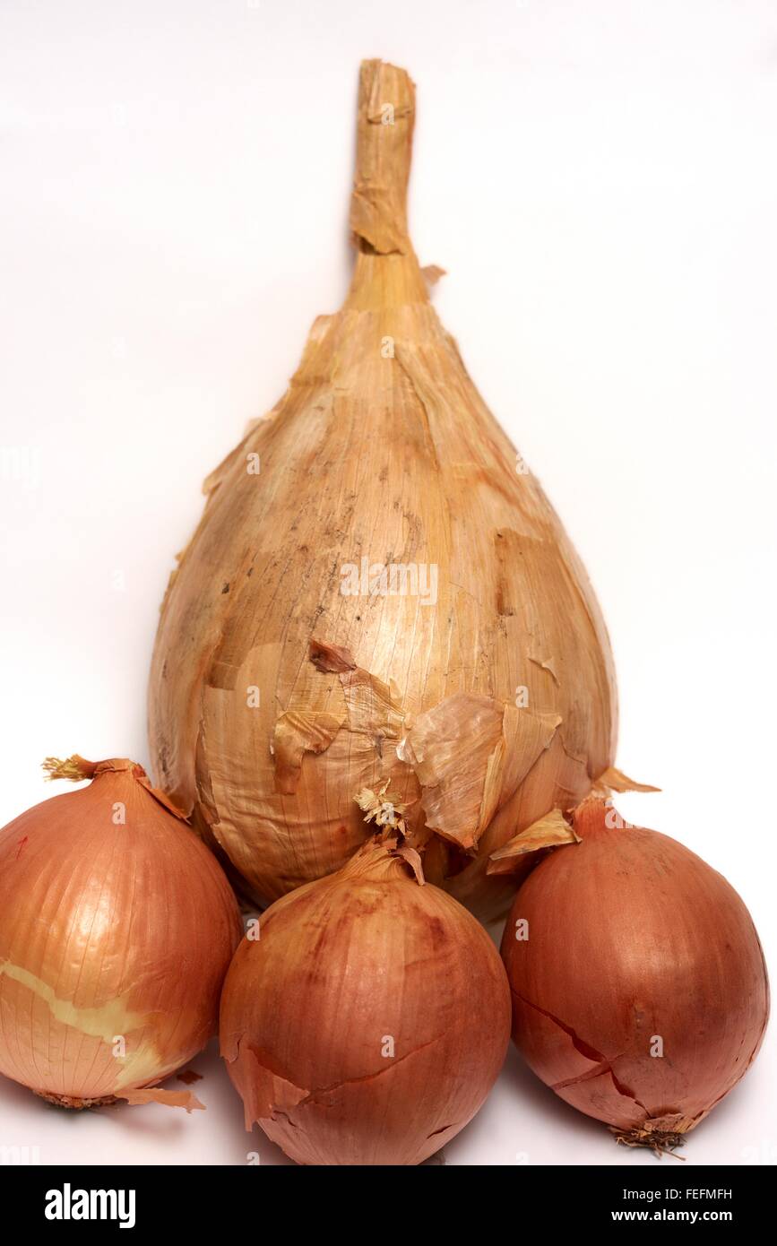 Una gigantesca vincita di cipolla e una selezione di dimensioni standard di cipolle Foto Stock