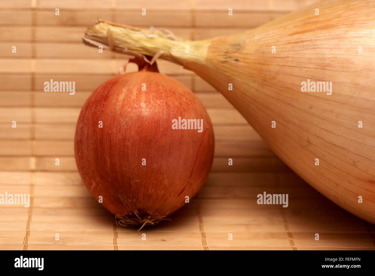 Una gigantesca vincita di cipolla e una cipolla piccola Foto Stock