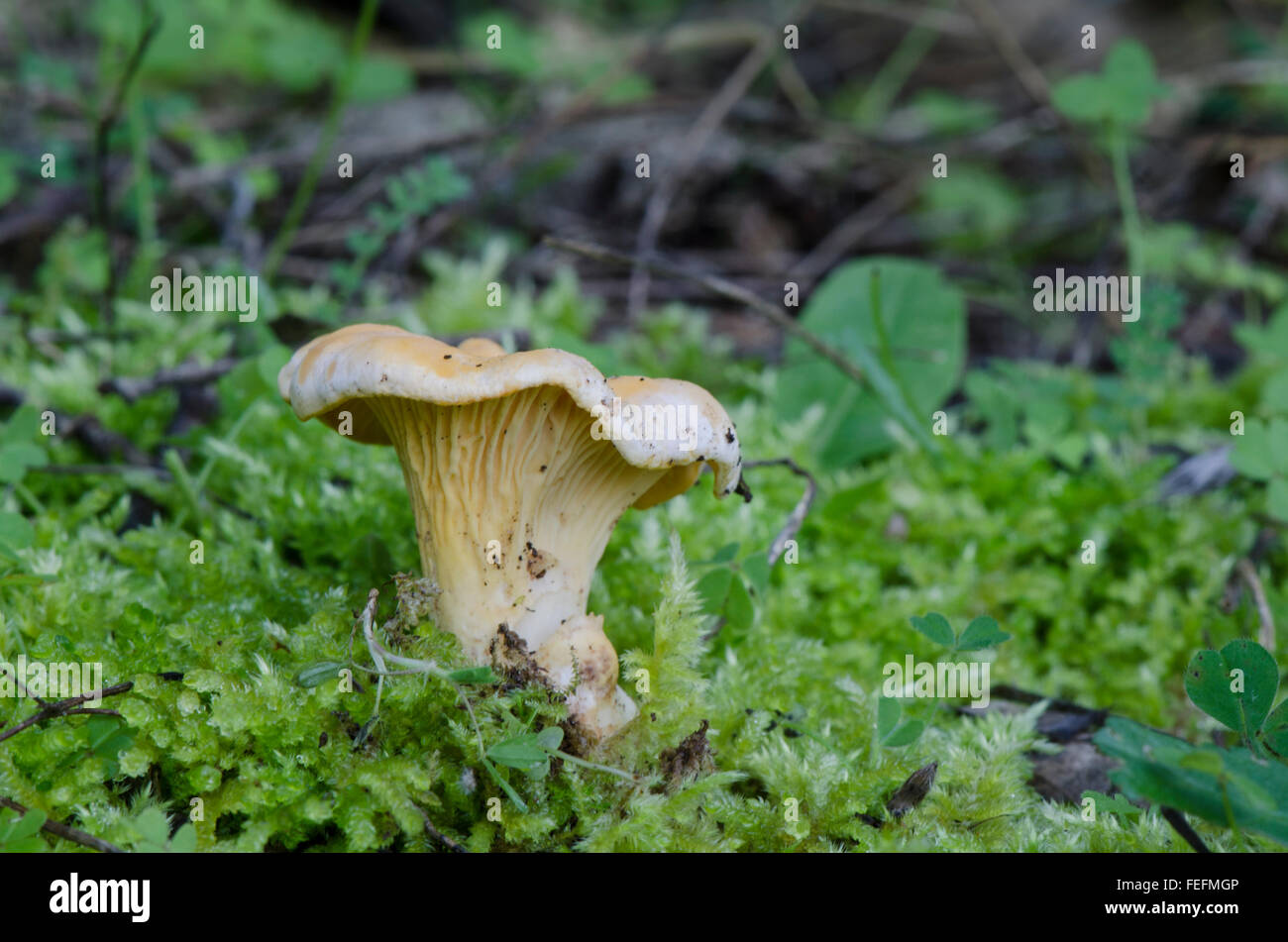 Cantharellus cibarius o chanterelle, girolle, funghi commestibili in foresta, Spagna. Foto Stock