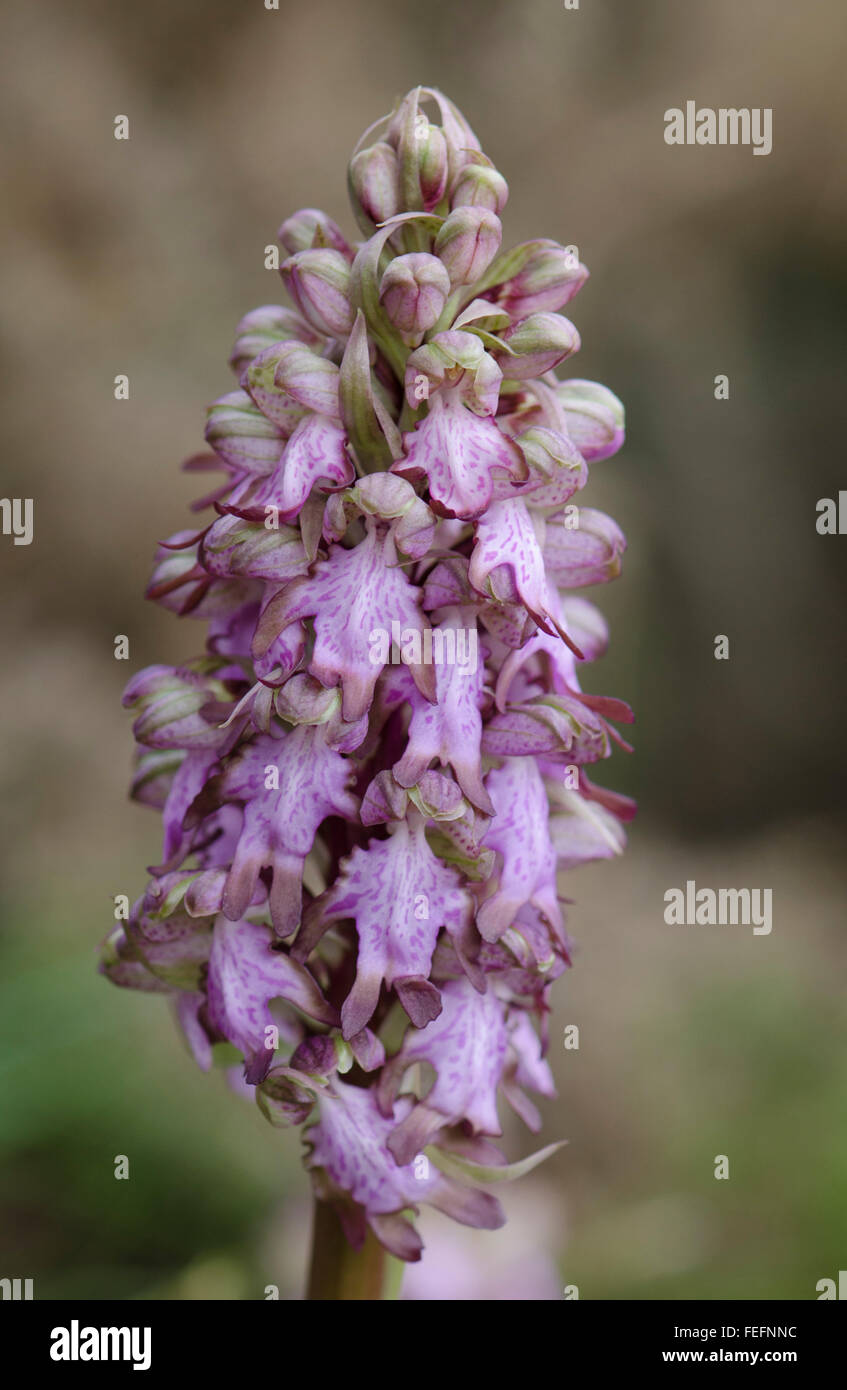 Orchidea gigante, Barlia robertiana, Andalusia, Spagna meridionale. Foto Stock