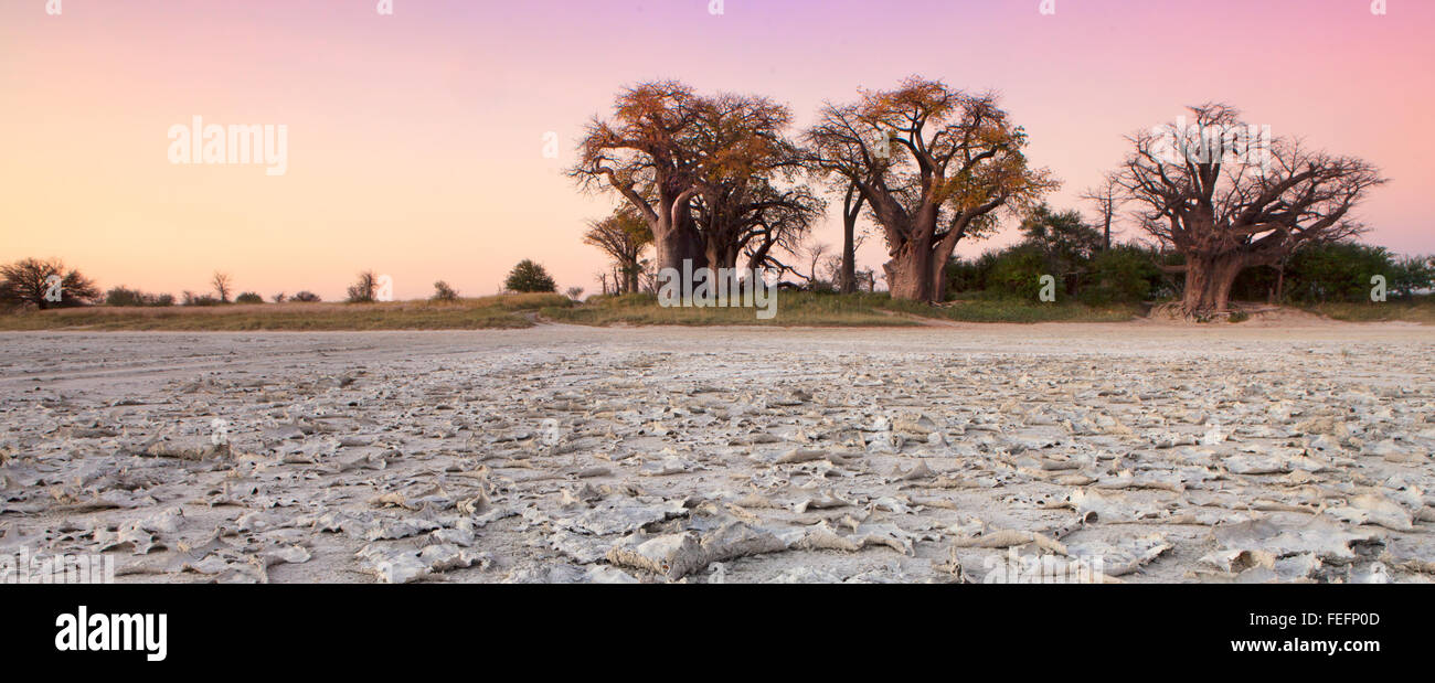 Baines Baobab in Botswana Foto Stock