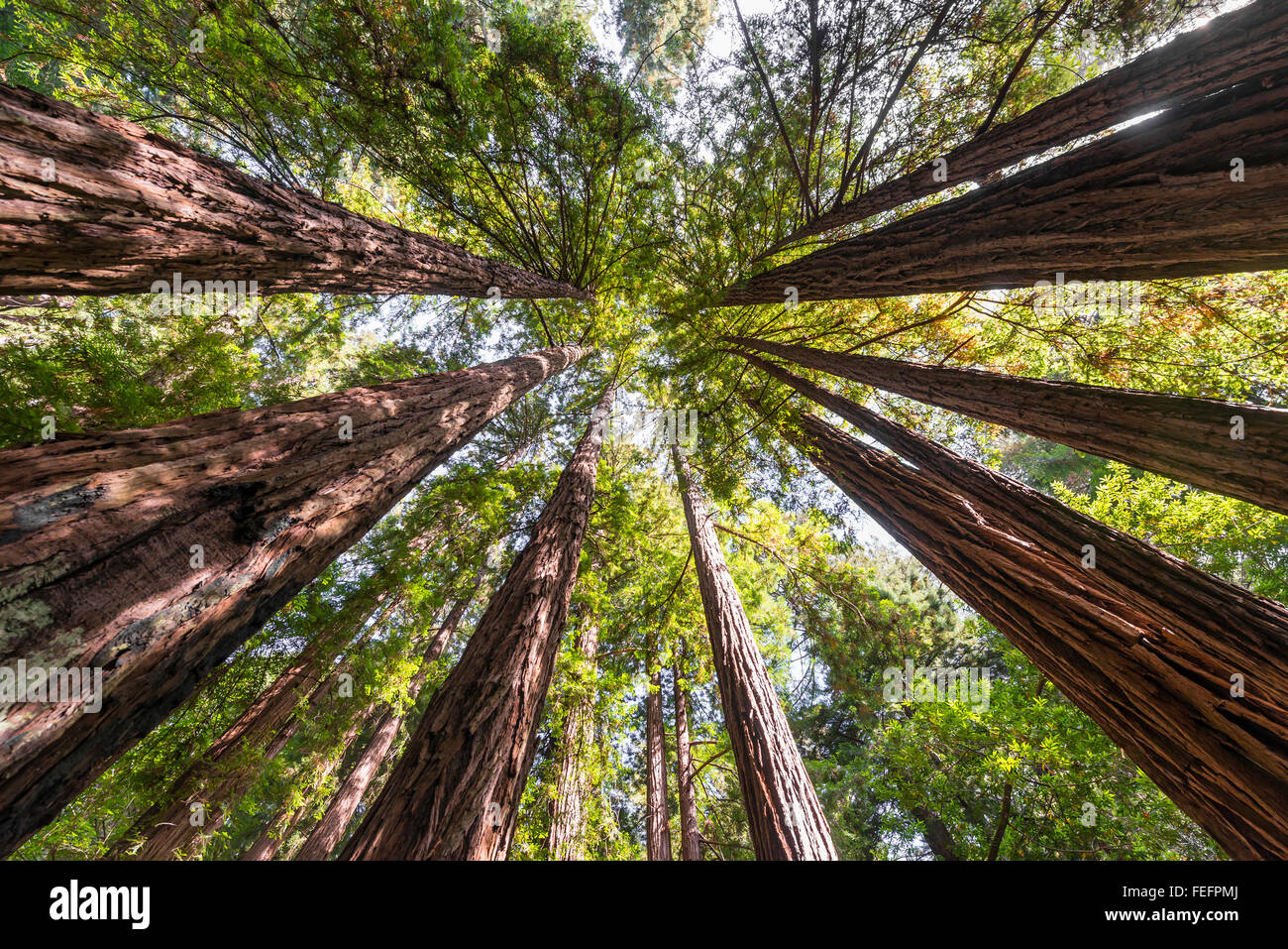 Coast redwoods (Sequoia sempervirens), albero canopy, Muir Woods National Park, California, Stati Uniti d'America Foto Stock