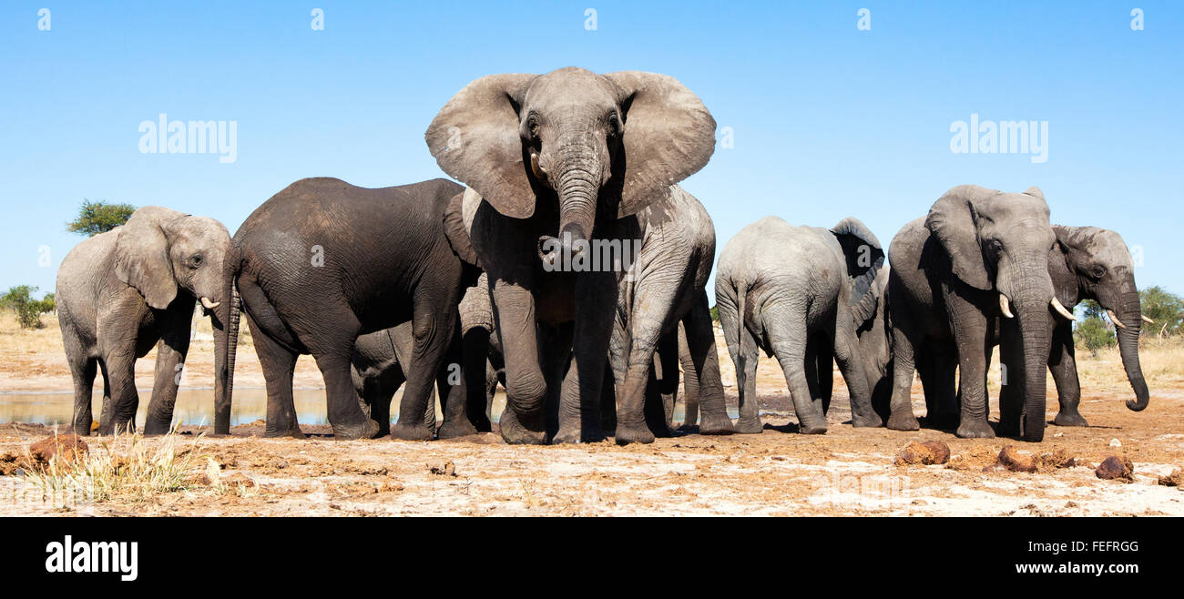 Elefante a un waterhole Foto Stock