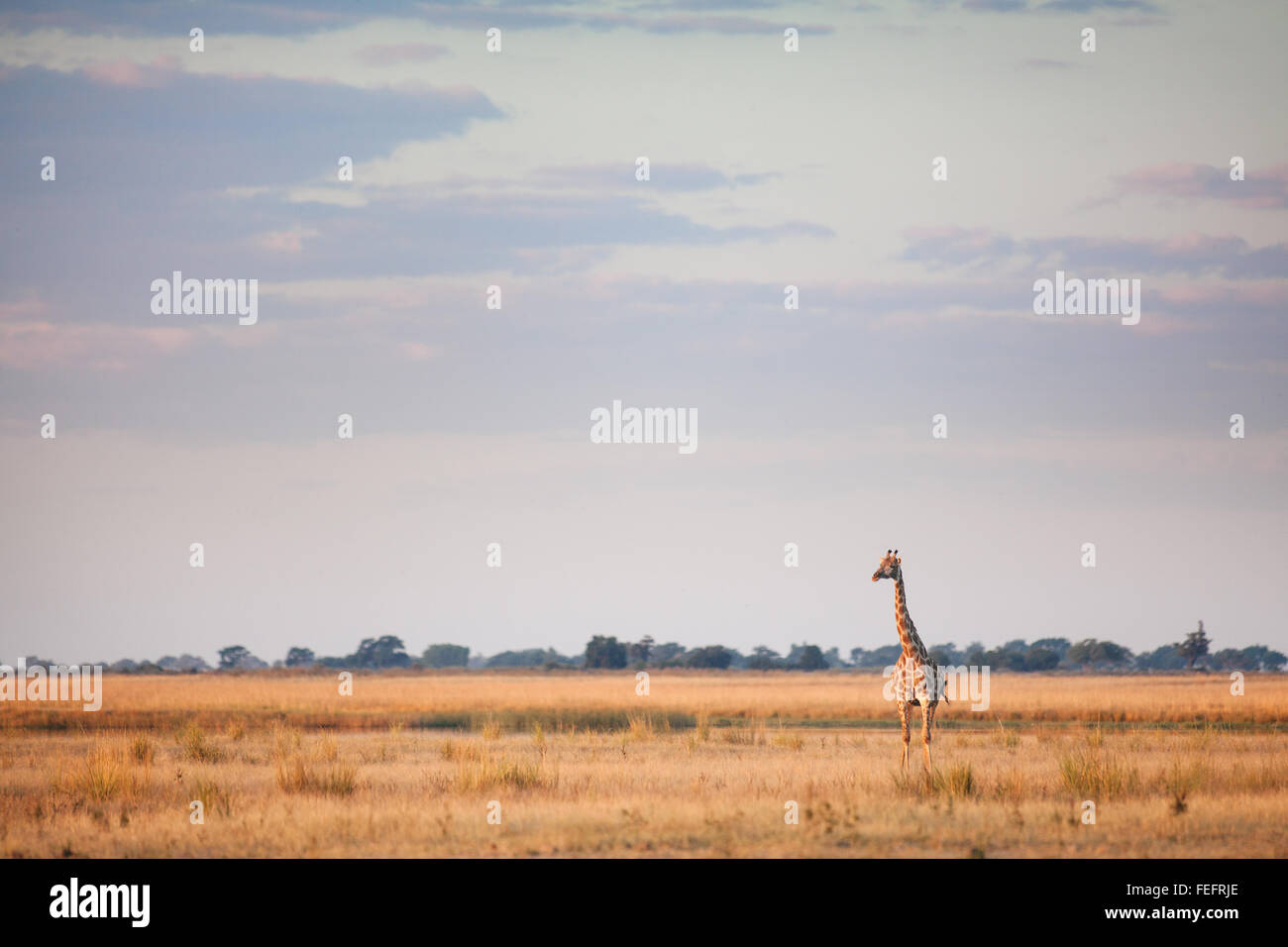 La giraffa di Bushveld africana Foto Stock