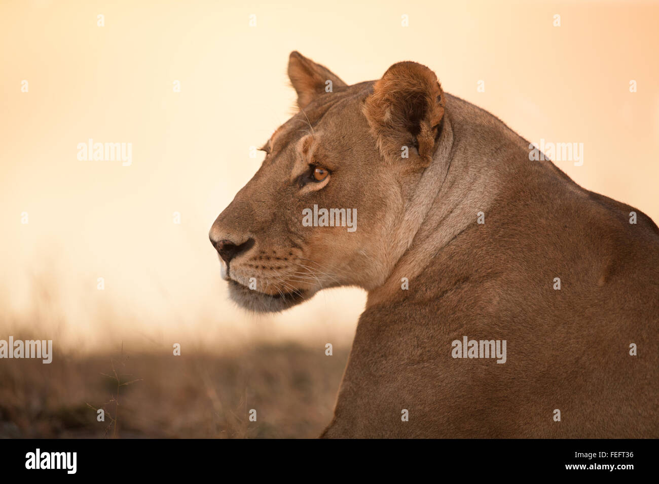 Leonessa di Bushveld aperto Foto Stock